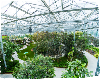 Rainforest Grove