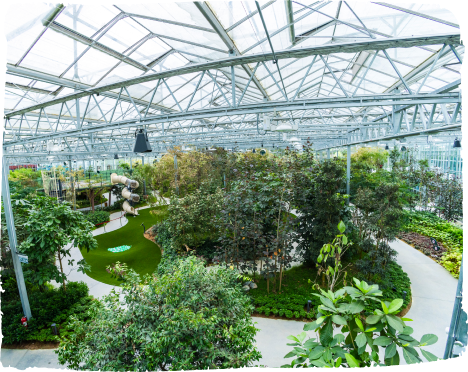 Rainforest Grove