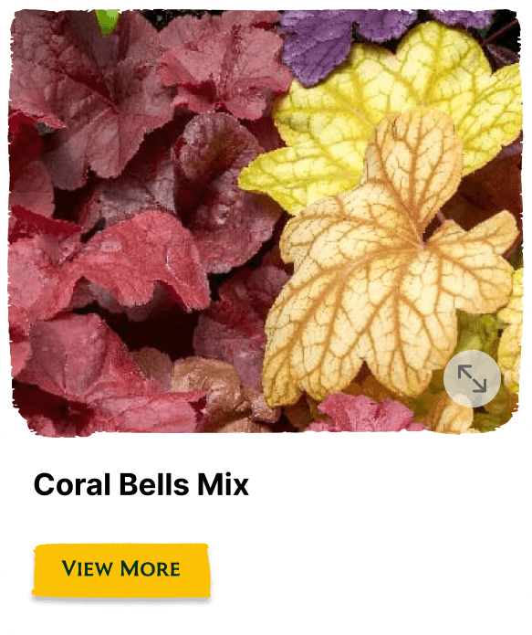 Garden of the Seasons plant