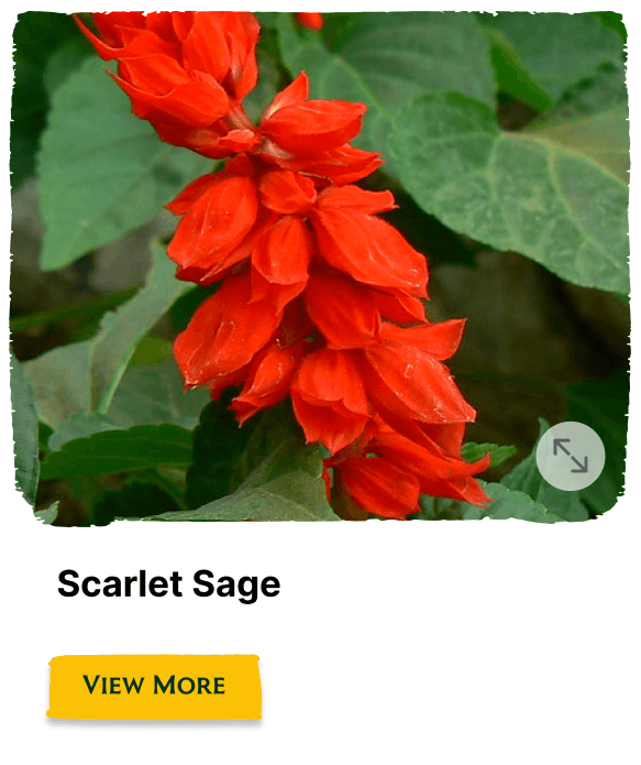 Garden of the Seasons plant