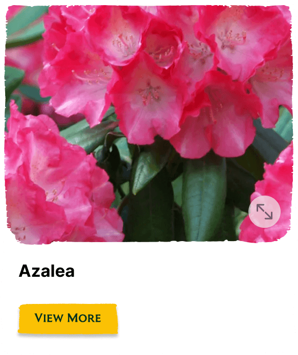 Garden of the Seasons plant