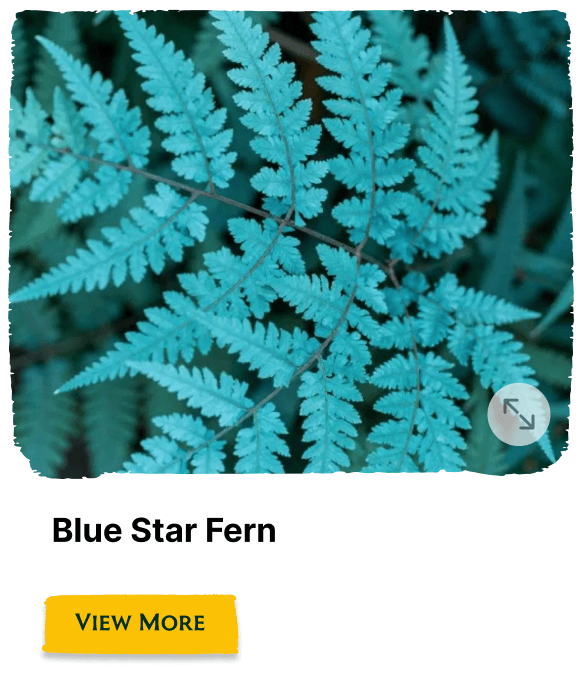 Garden of the Seasons plant