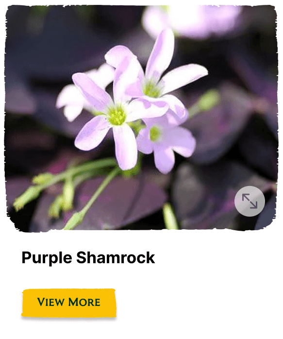 Garden of the Seasons plant
