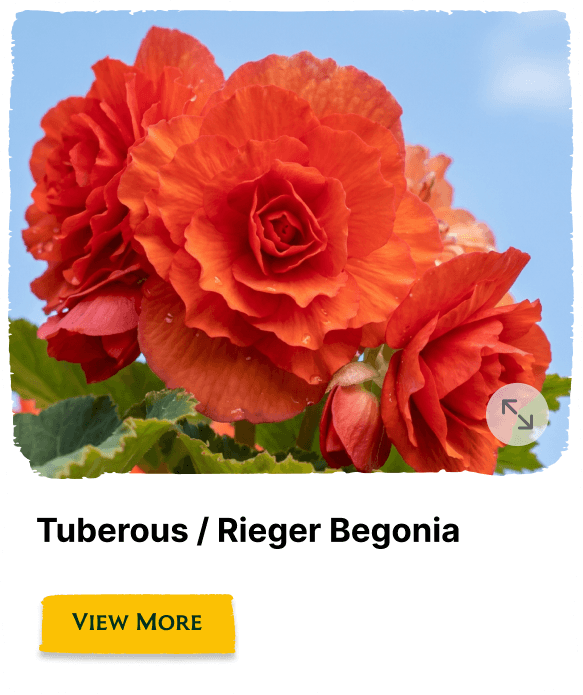 Garden of the Seasons plant