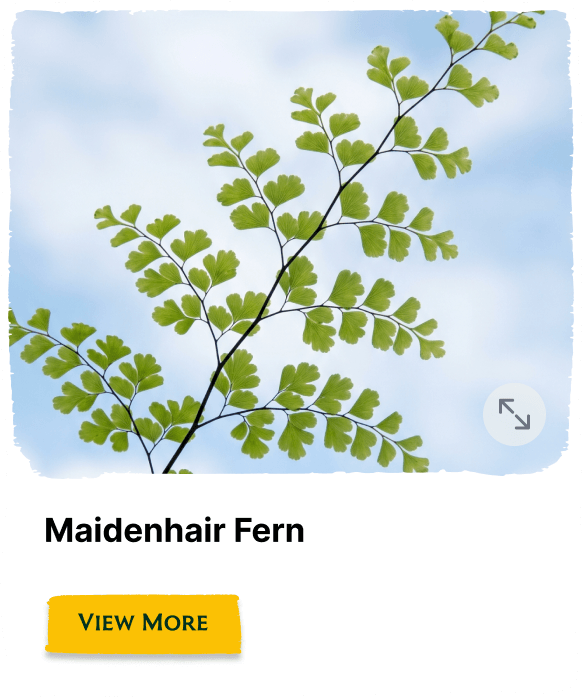 Garden of the Seasons plant