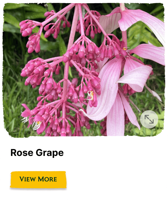 Garden of the Seasons plant