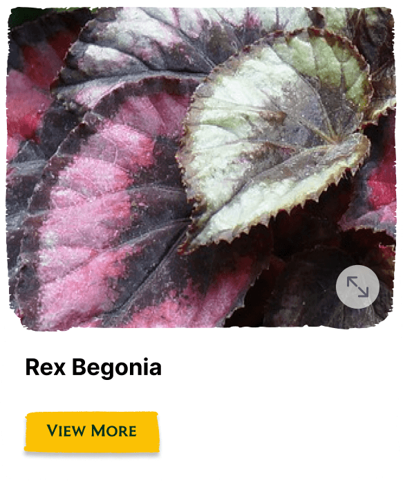 Garden of the Seasons plant
