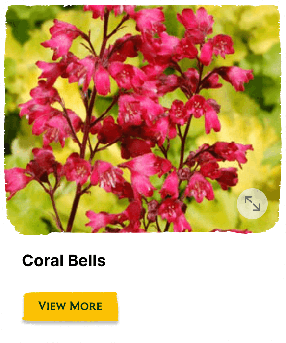 Garden of the Seasons plant