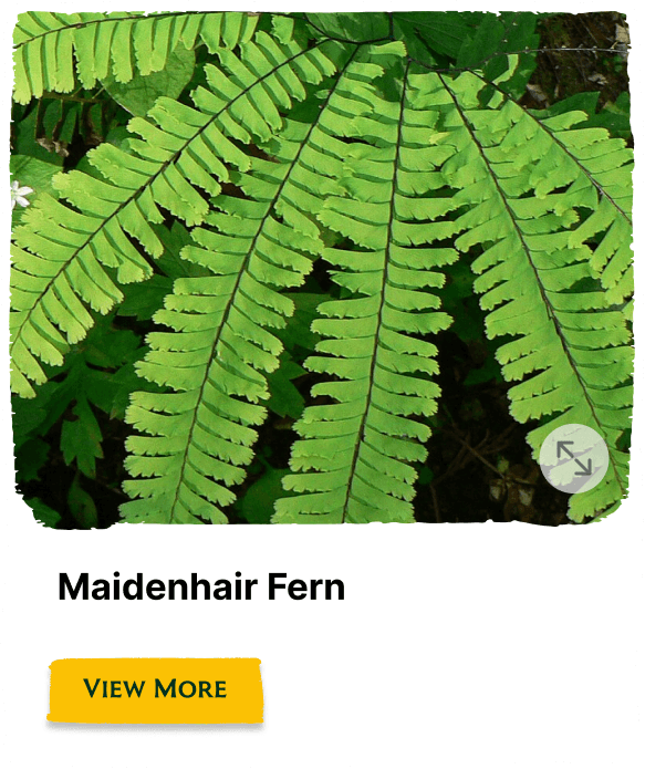 Garden of the Seasons plant