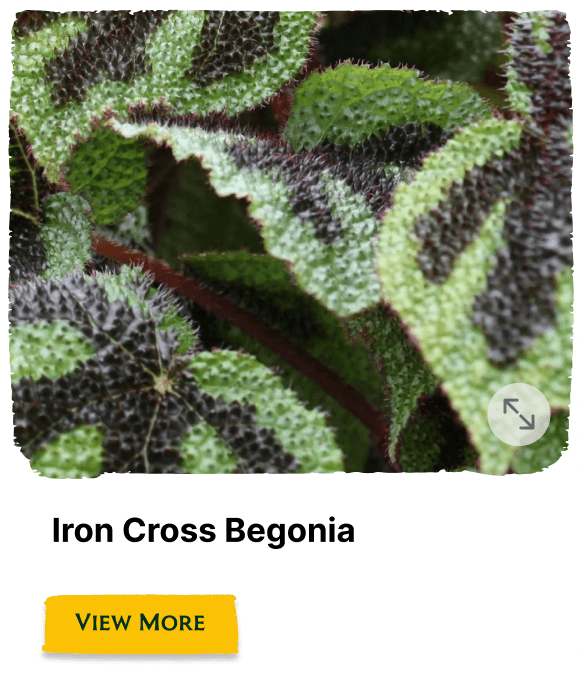Garden of the Seasons plant