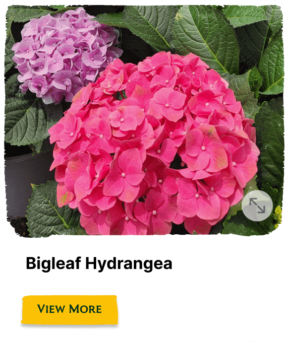 Garden of the Seasons plant