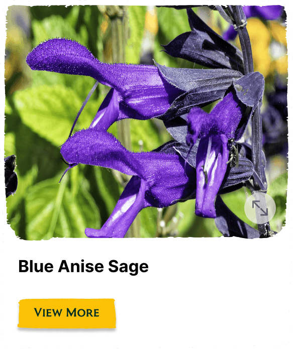 Garden of the Seasons plant