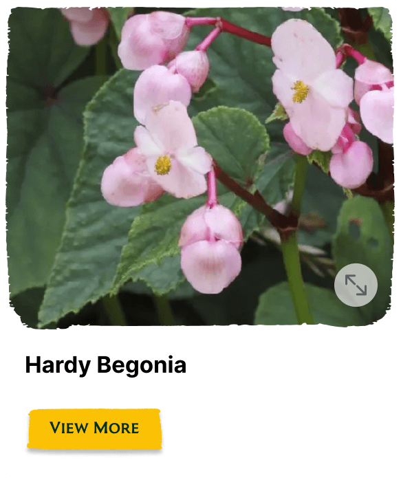 Garden of the Seasons plant