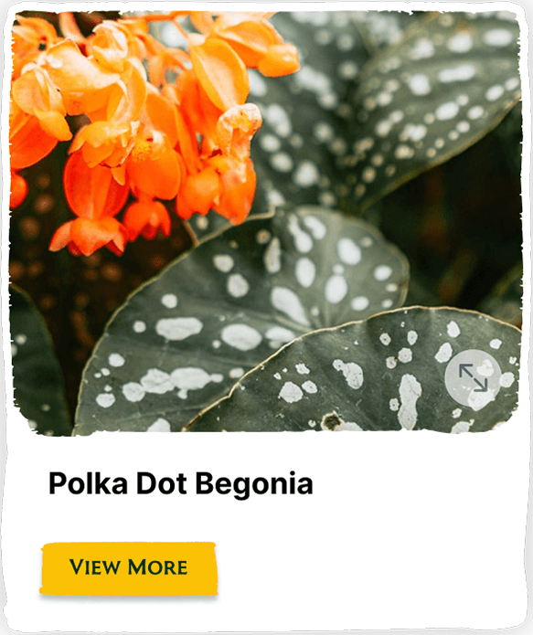 Garden of the Seasons plant