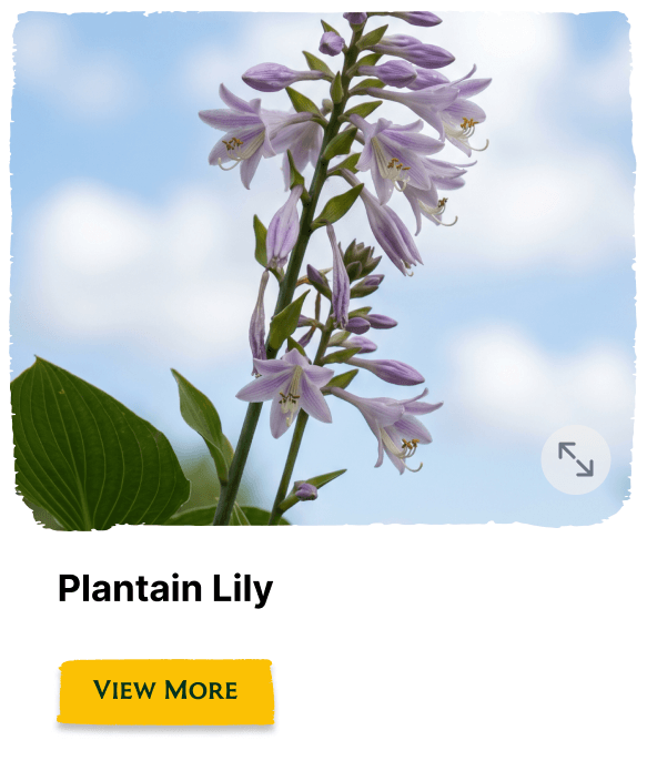 Garden of the Seasons plant
