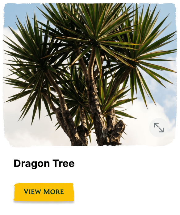Garden of the Seasons plant
