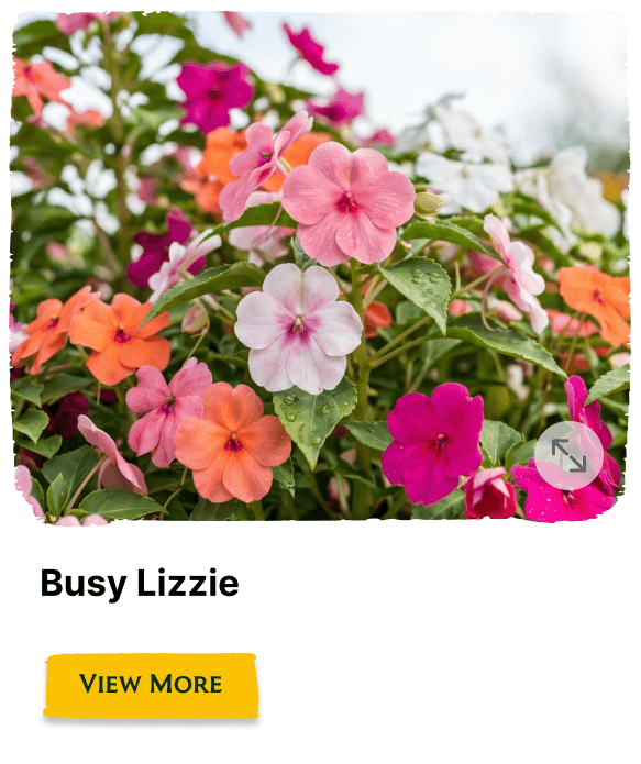 Garden of the Seasons plant