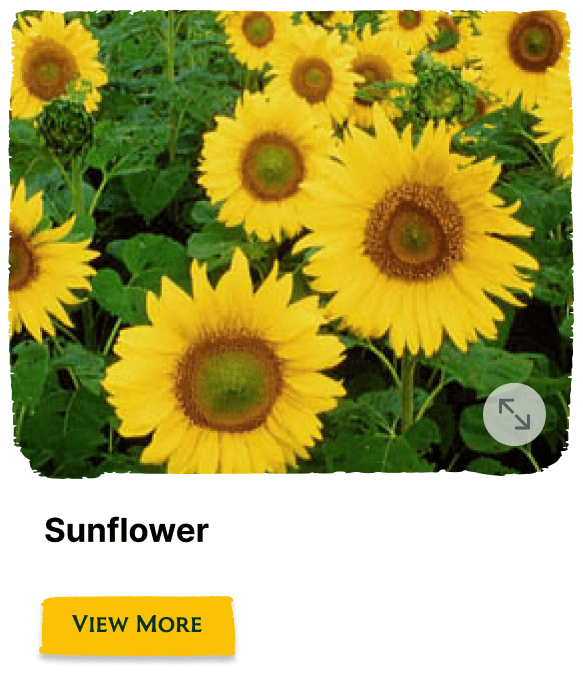 Garden of the Seasons plant