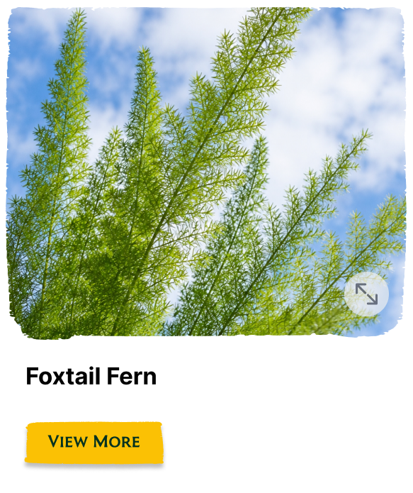 Rainforest Grove plant