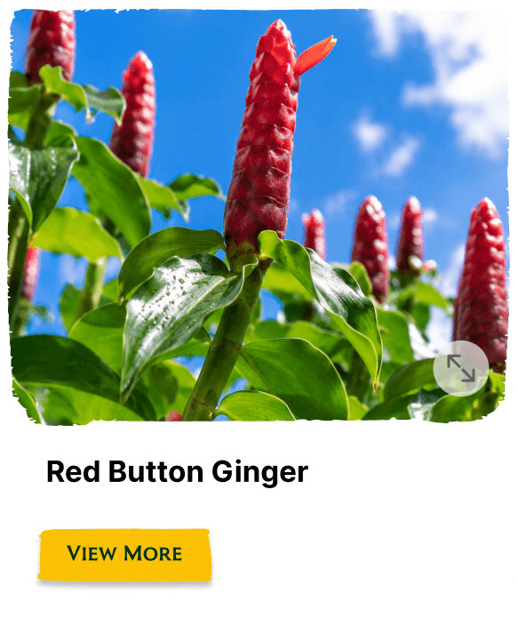 Rainforest Grove plant