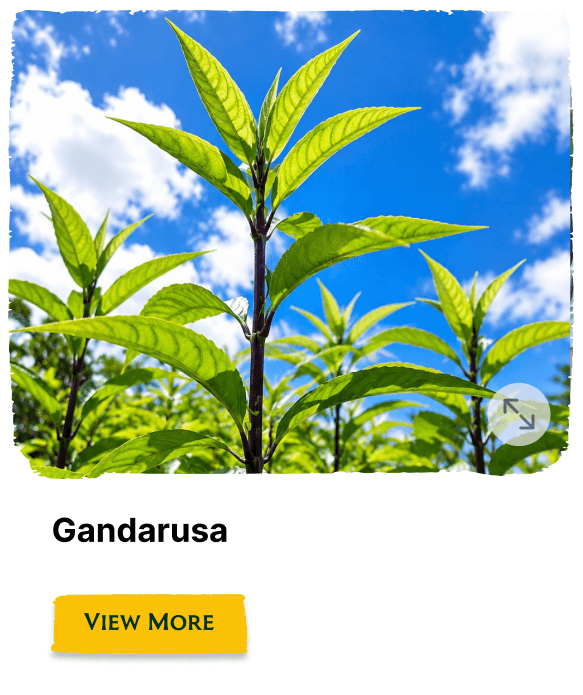 Rainforest Grove plant