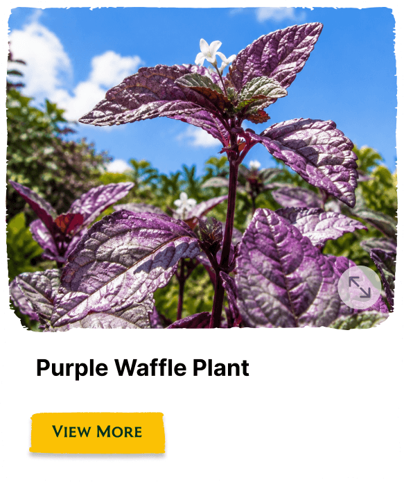 Rainforest Grove plant