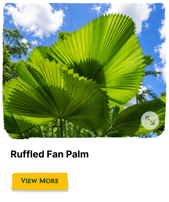 Rainforest Grove plant