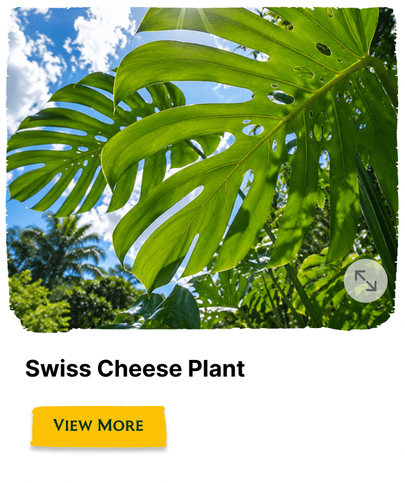 Rainforest Grove plant