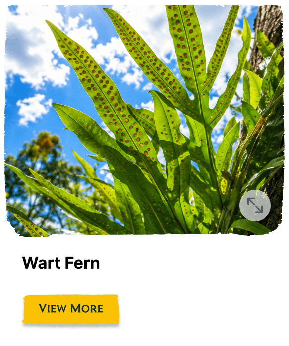 Rainforest Grove plant