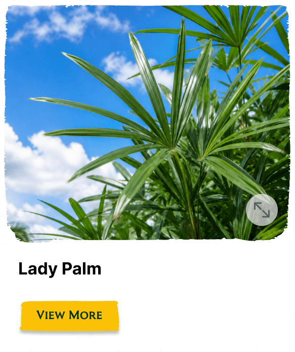 Rainforest Grove plant