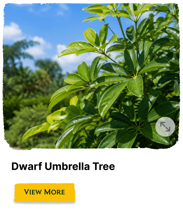Rainforest Grove plant