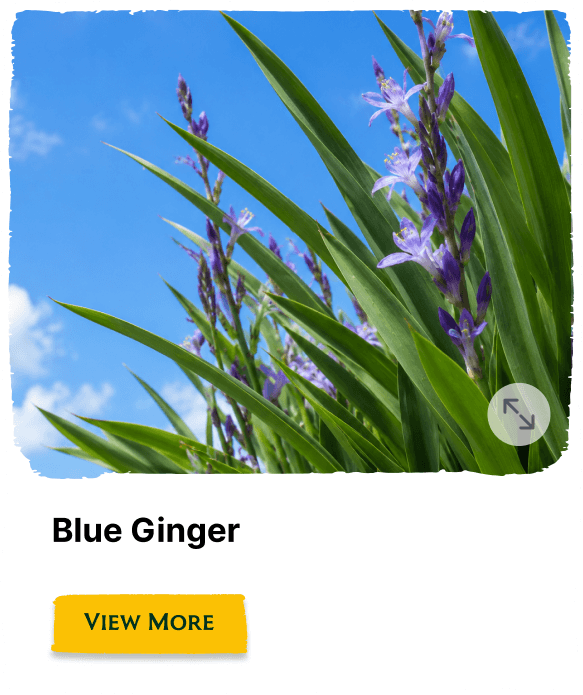 Rainforest Grove plant