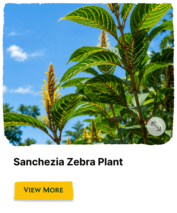 Rainforest Grove plant
