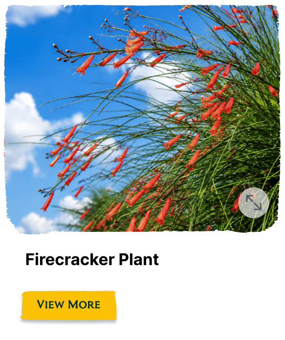 Rainforest Grove plant