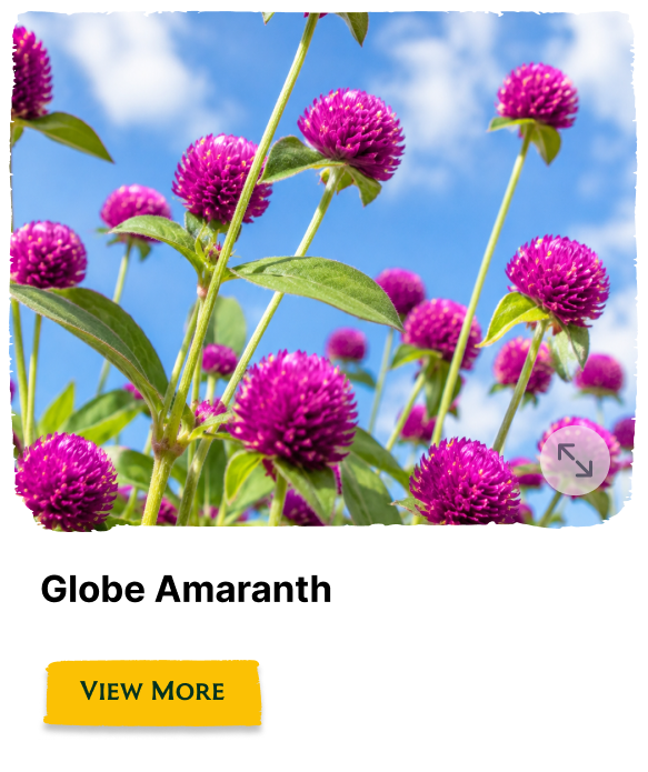 Rainforest Grove plant
