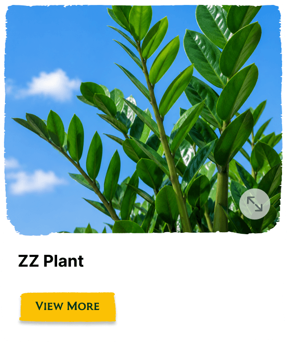 Rainforest Grove plant