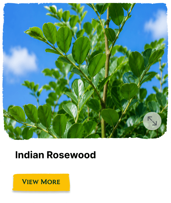 Rainforest Grove plant