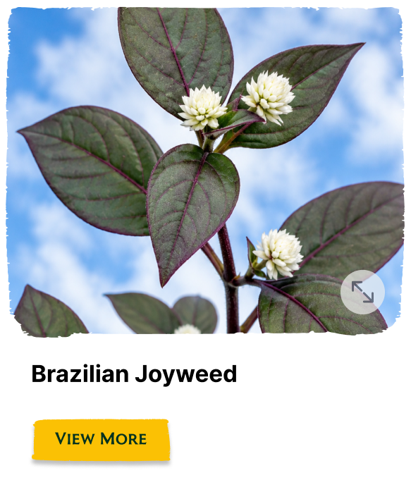 Rainforest Grove plant