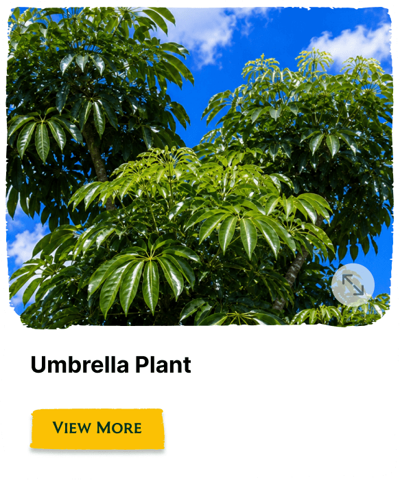 Rainforest Grove plant