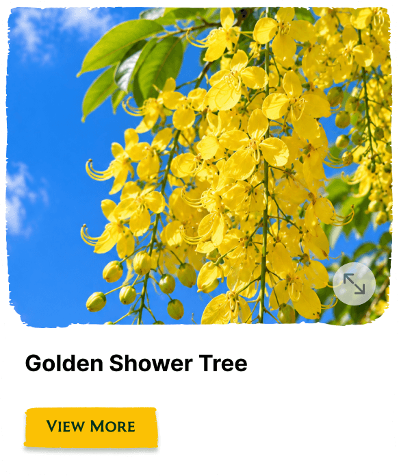 Rainforest Grove plant