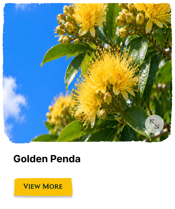 Rainforest Grove plant