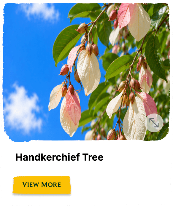 Rainforest Grove plant