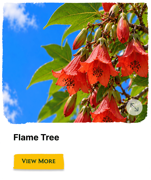 Rainforest Grove plant