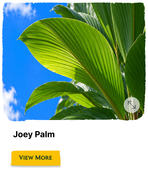 Rainforest Grove plant